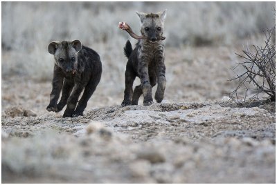 Playful hyena pups