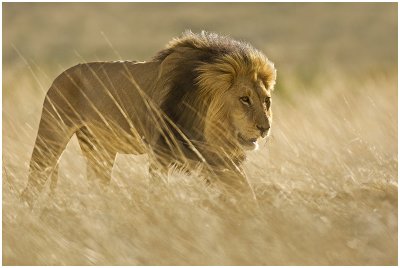 Lion in the grass
