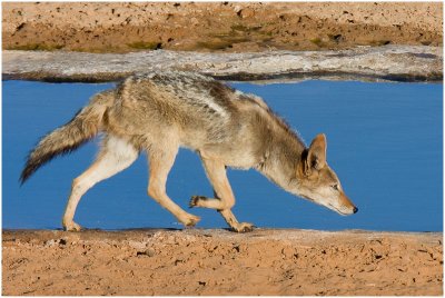 Black-backed Jackal