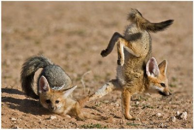 Look Ma, no feet!