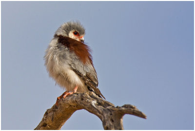 Pygmy Falcon