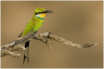 Swallow-tailed Bee-eater