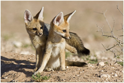 Foxes at play