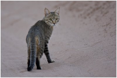 African Wild Cat