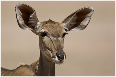 Young Kudu