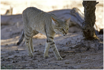 African Wild Cat