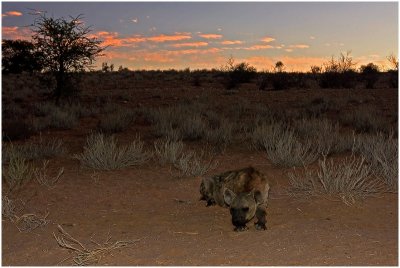 Hyena guarding den near Urikaruus