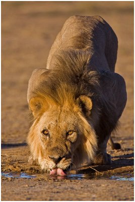 Lion at Polentswa
