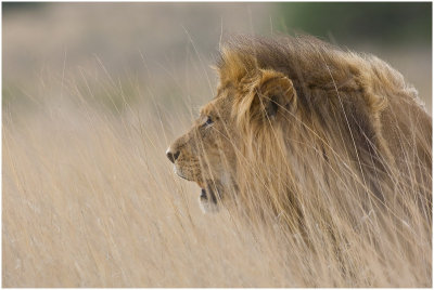 Lion in the grass
