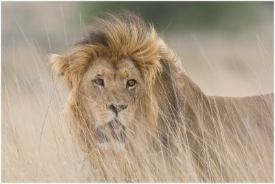 Lion in the grass