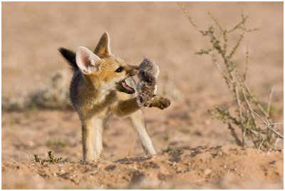 Cape Fox pup