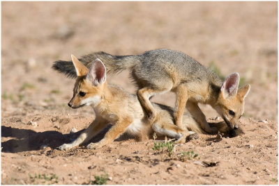 Foxes at play