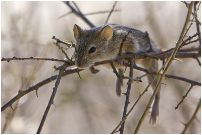 Striped Mouse