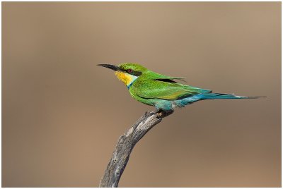Swallow-tailed Bee-eater