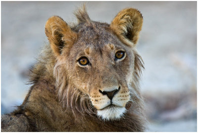 Young lion at Rooikop