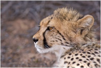 Young cheetah