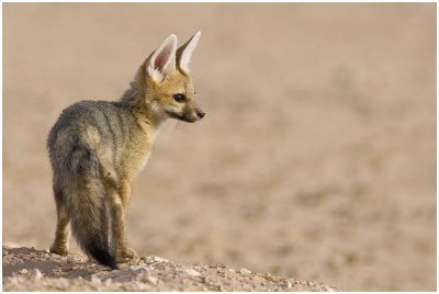 Cape fox pup