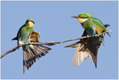 Swallow-tailed Bee-eaters
