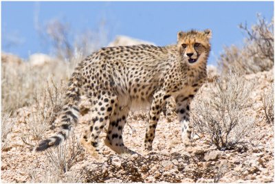 Cheetah in harsh light