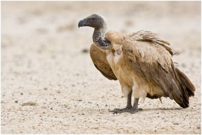 Birds of the Kgalagadi