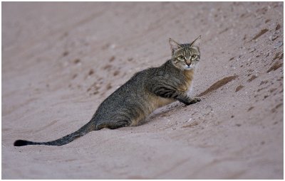 Cats of the Kgalagadi