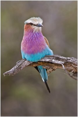 Lilac Breasted Roller (Kruger)