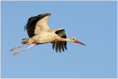 White Stork