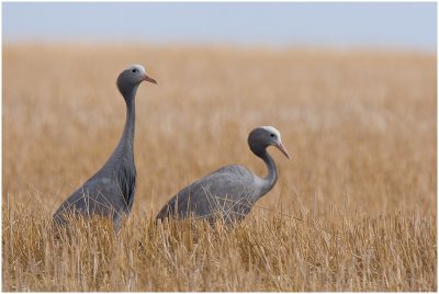 Blue Cranes