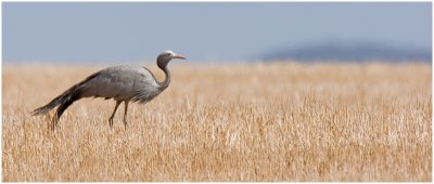 Blue Crane