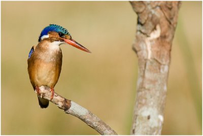 Malachite Kingfisher, Inthaka Island