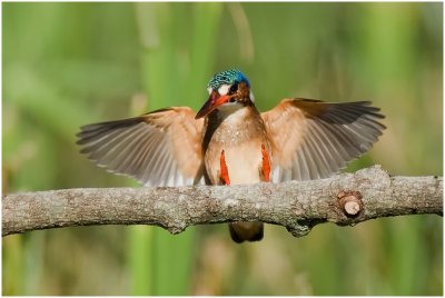 Malachite Kingfisher, Intaka Island