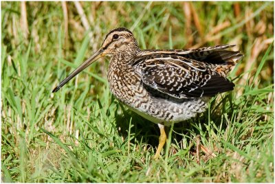 African Snipe