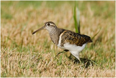 Male Painted Snipe