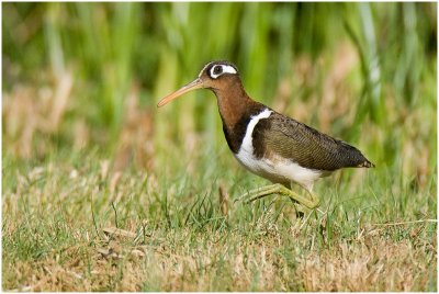 Female Painted Snipe