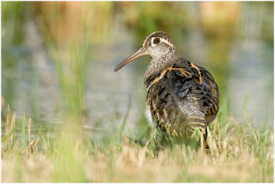Male Painted Snipe