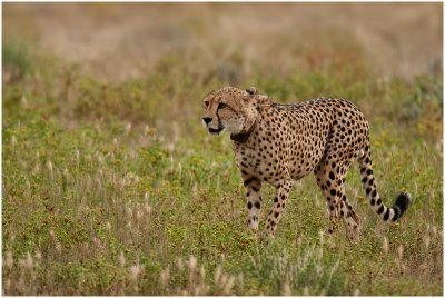 Collared cheetah
