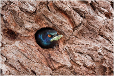 Glossy starling in woodpecker's hole