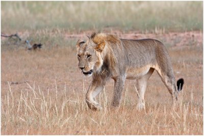 Lion