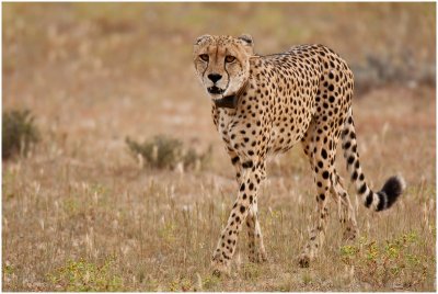 Cheetah in Aoub riverbed