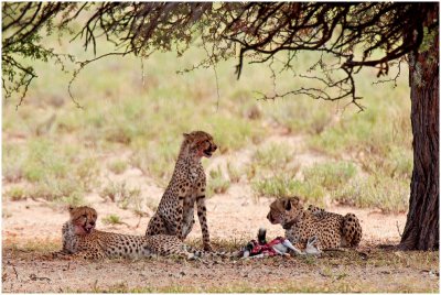 Cheetahs on kill near Kamqua