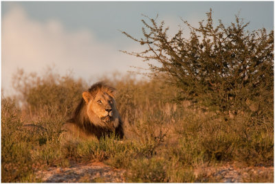 Kalahari lion king