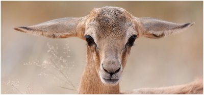 Springbok fawn