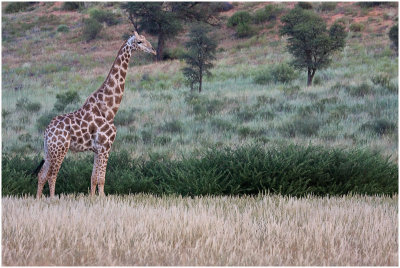 Giraffe near Craig Lockardt