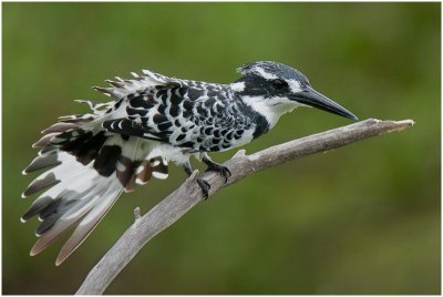 Pied Kingfisher, Intaka Island