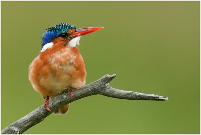 Malachite Kingfisher, Intaka Island
