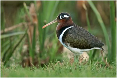 Female Painted Snipe