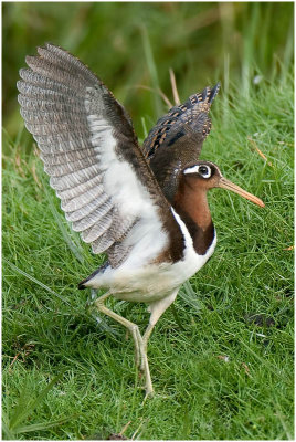 Female Painted Snipe