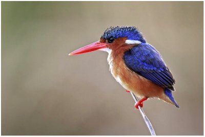 Malachite Kingfisher