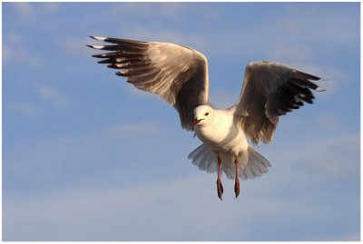 Hartlaub's Gull