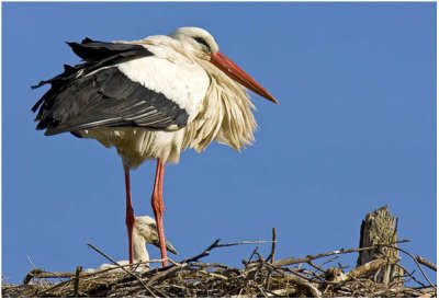 White Stork on Nest